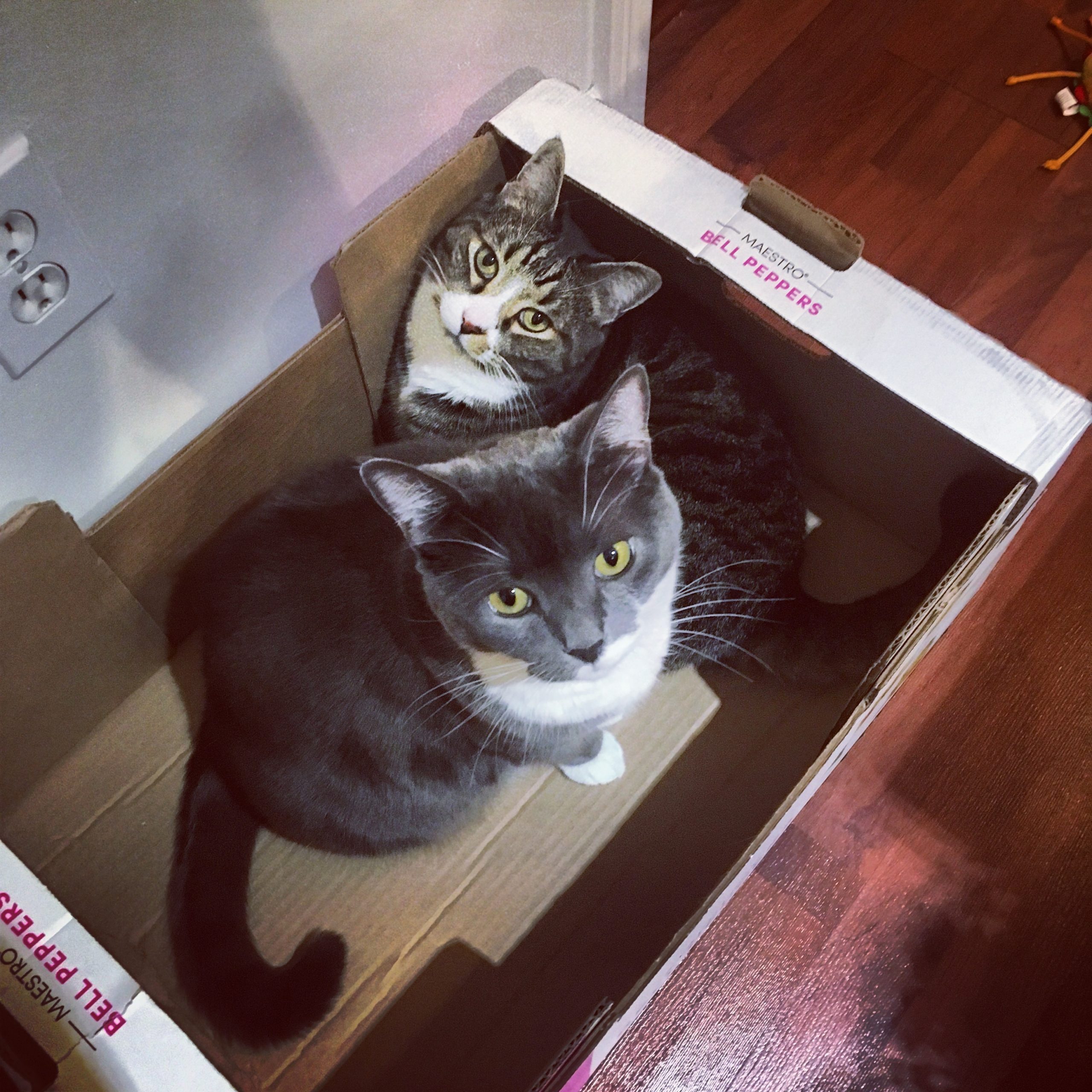 Watson & Crick in a Costco box