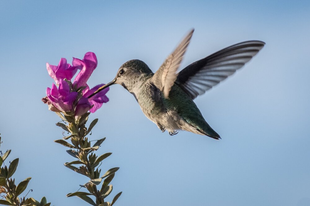 Close-up of a small greenish-grey bird, a female Anna’s hummingbird, drinking from a pink-coloured flower. Apropos of nothing except I like hummingbirds. Photo by Steve Harvey on Unsplash