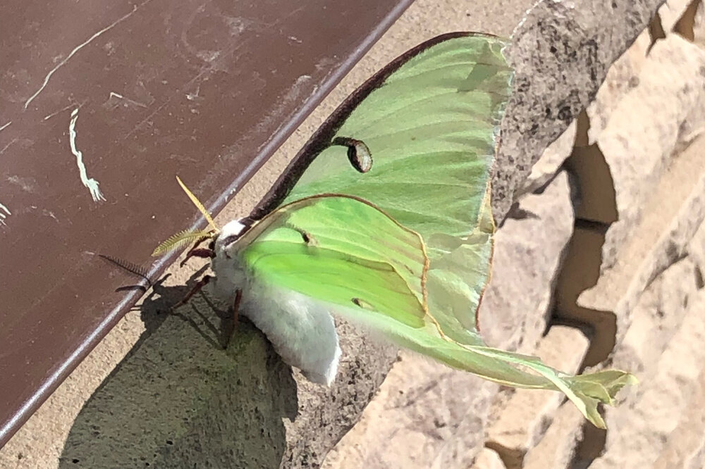 A lovely green luna moth resting on a brick wall in the sun. Photo courtesy of my mother and appropriate for this moon power month.