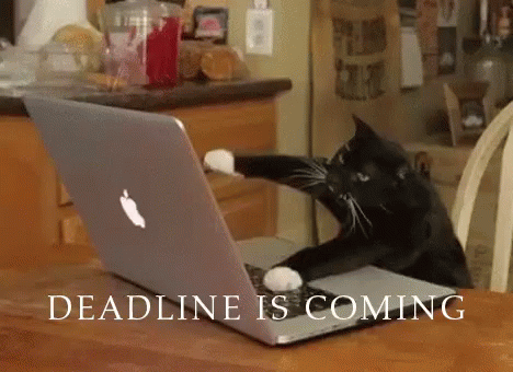 Deadline is Coming Cat GIF